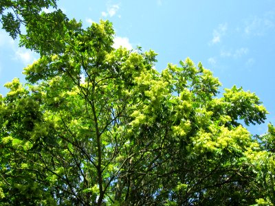 20120815Goetterbaum_Messplatz_Hockenmheim6