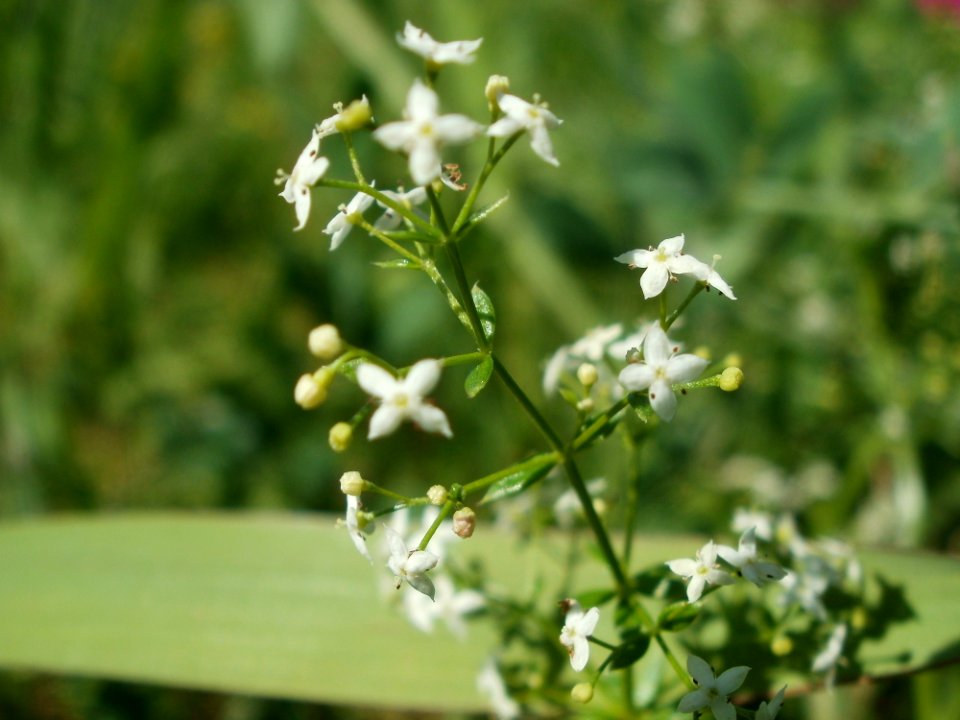 20120707Bachwiesen_Hockenheim41