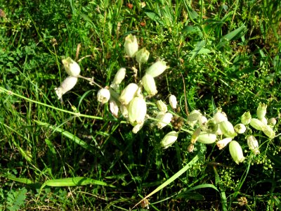 20120710Silene_vulgaris1