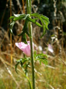 20120707Malve_Hockenheim1 photo