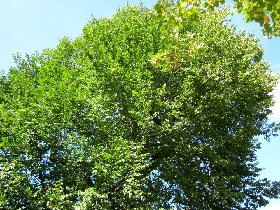 20120816Karlsruher_Str_Hockenheim03