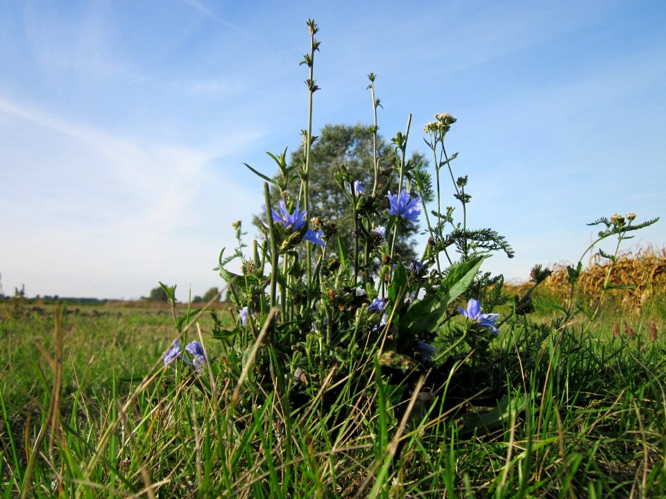 20120920Wegwarte_Hockenheim1