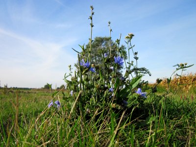 20120920Wegwarte_Hockenheim1