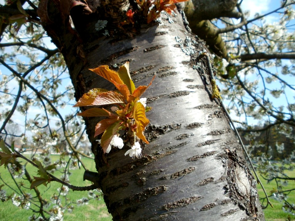 20120408Kirschbaum_Reilingen5