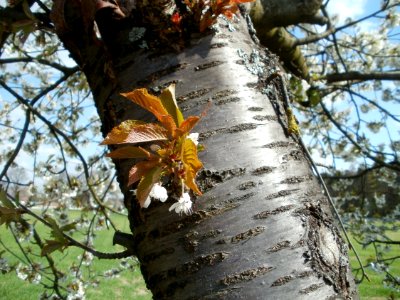 20120408Kirschbaum_Reilingen5
