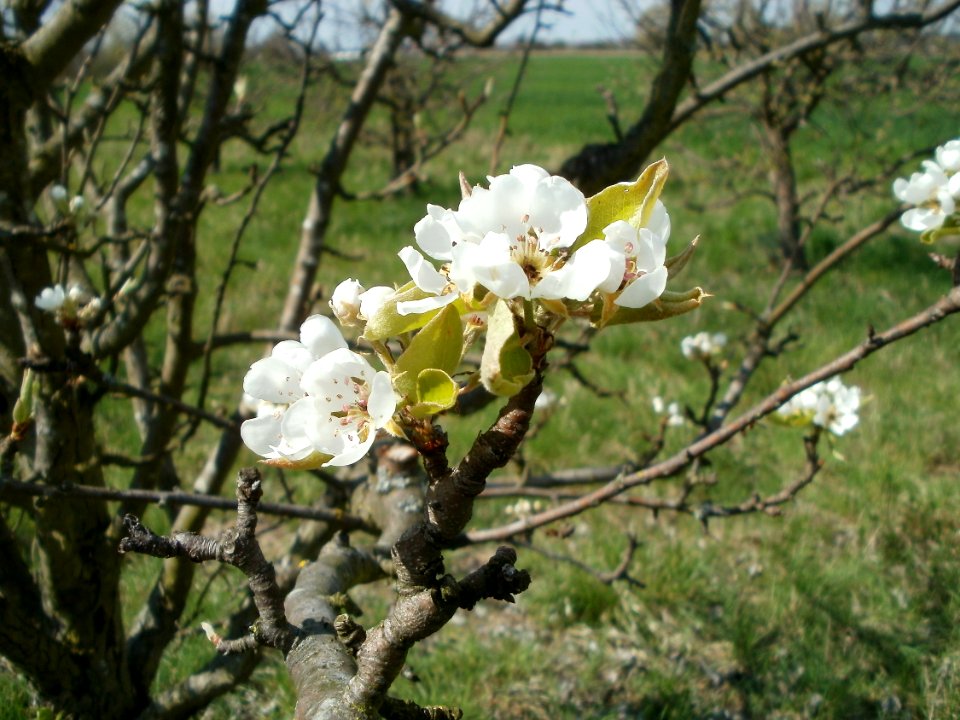 20120408Streuobstwiese_Reilingen5