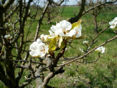20120408Streuobstwiese_Reilingen5