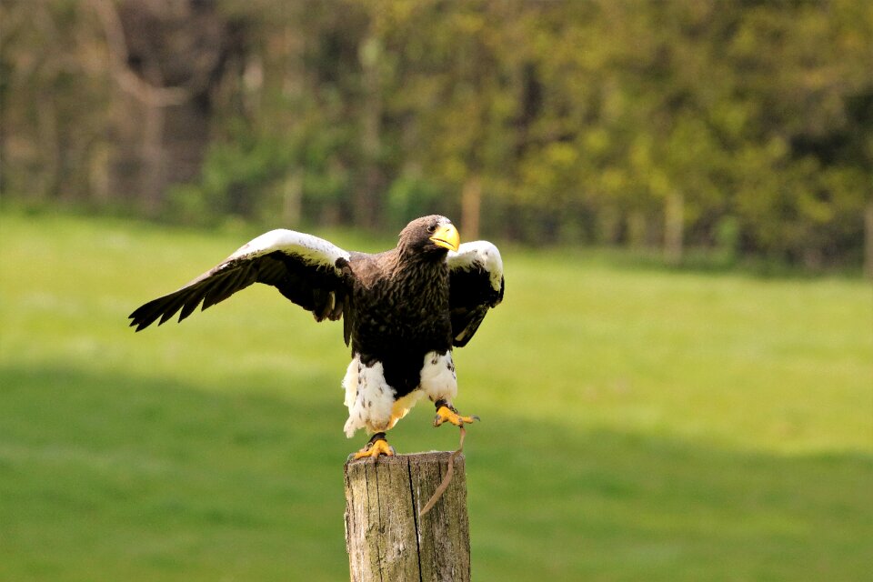 Nature animal prey