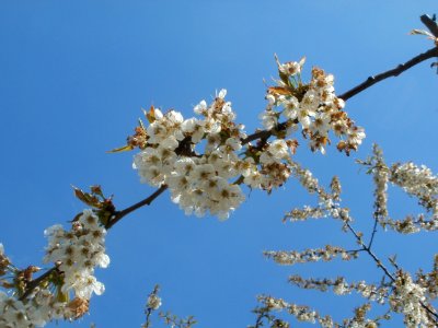 20120408Streuobstwiese_Hockenheim7