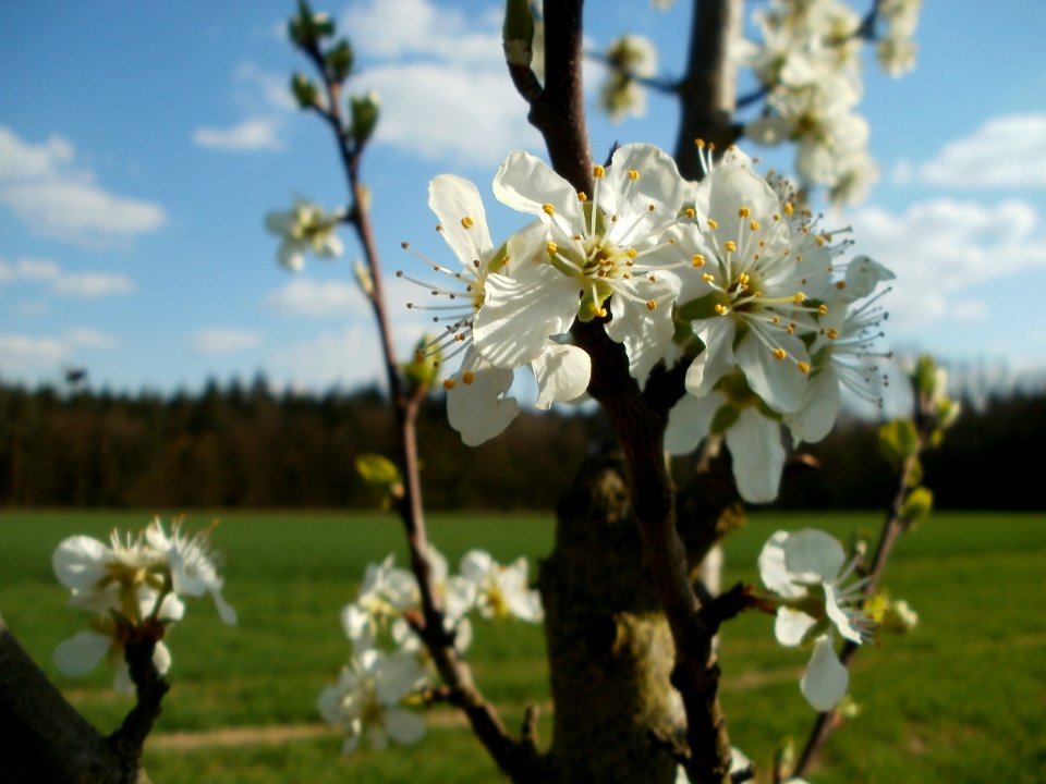20120408Streuobstwiese_Altlussheim2