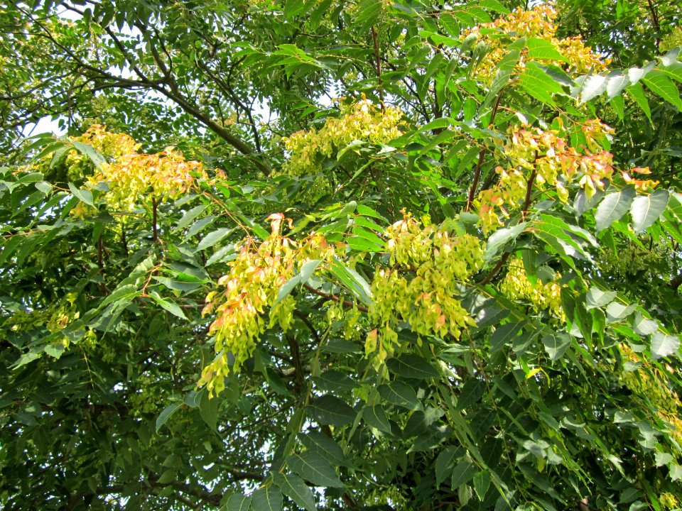 20120814Goetterbaum_Hockenheim06