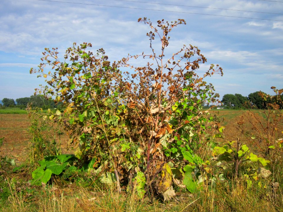 20120815Arctium_lappa1
