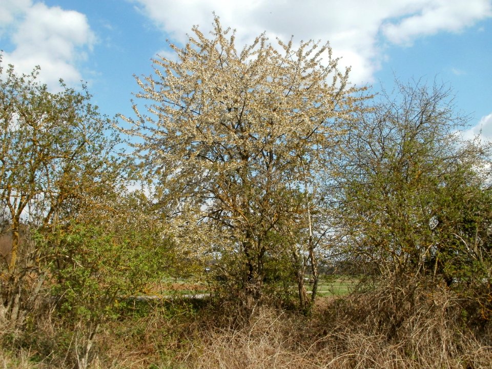 20120408Kirschbaum_Reilingen1