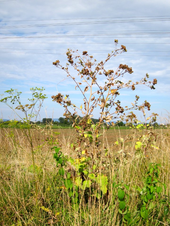 20120815Arctium_lappa2