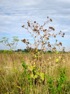 20120815Arctium_lappa2