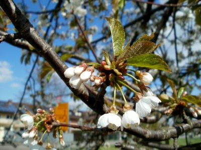20120408Kirschbaum_Reilingen6