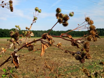 20120815Arctium_lappa4