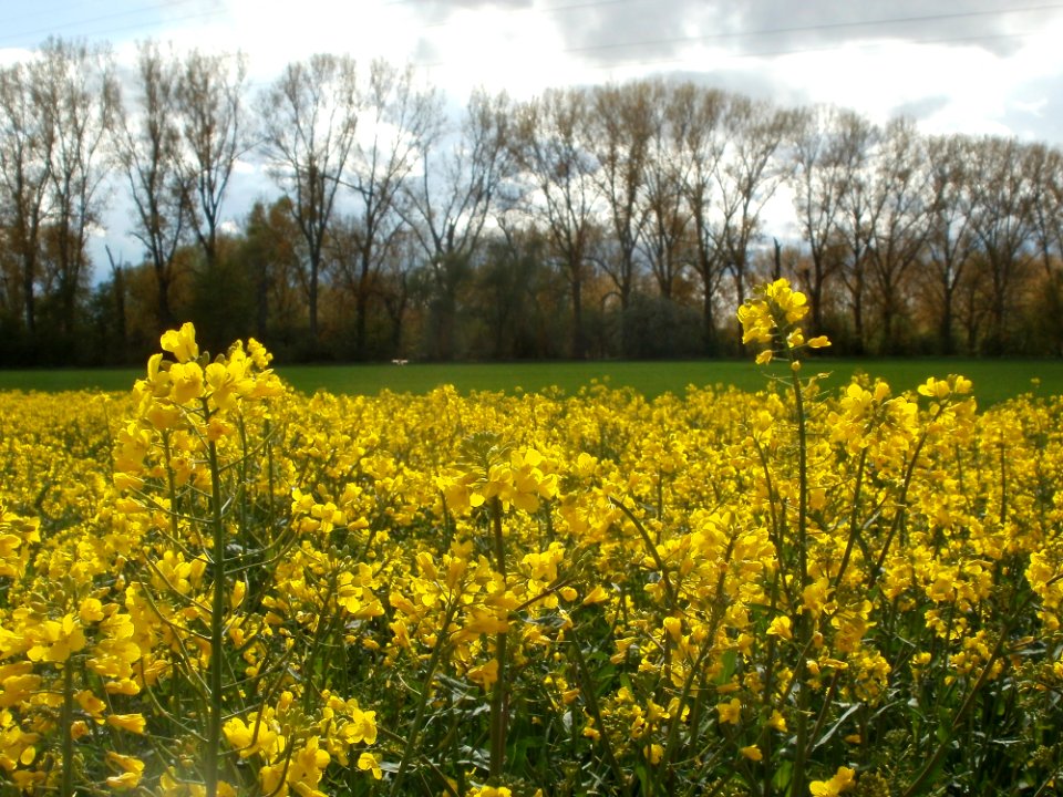 20120422Rapsfeld_Altlussheim5