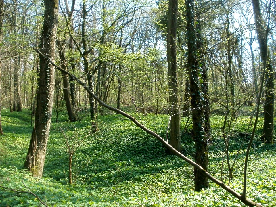 20120408Untere_Lusshardt_Altlussheim2