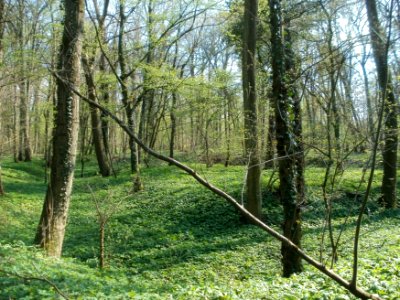 20120408Untere_Lusshardt_Altlussheim2