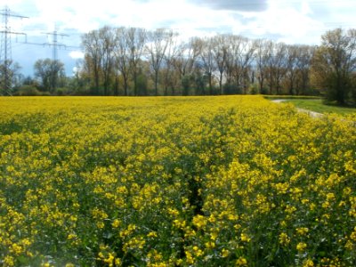 20120422Rapsfeld_Altlussheim1