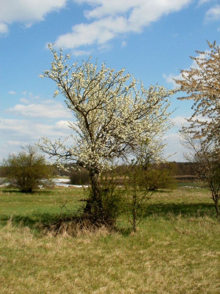 20120408Streuobstwiese_Hockenheim1