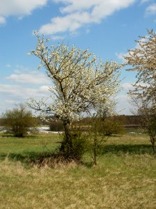 20120408Streuobstwiese_Hockenheim1
