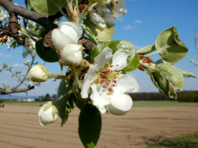 20120408Streuobstwiese_Altlussheim8