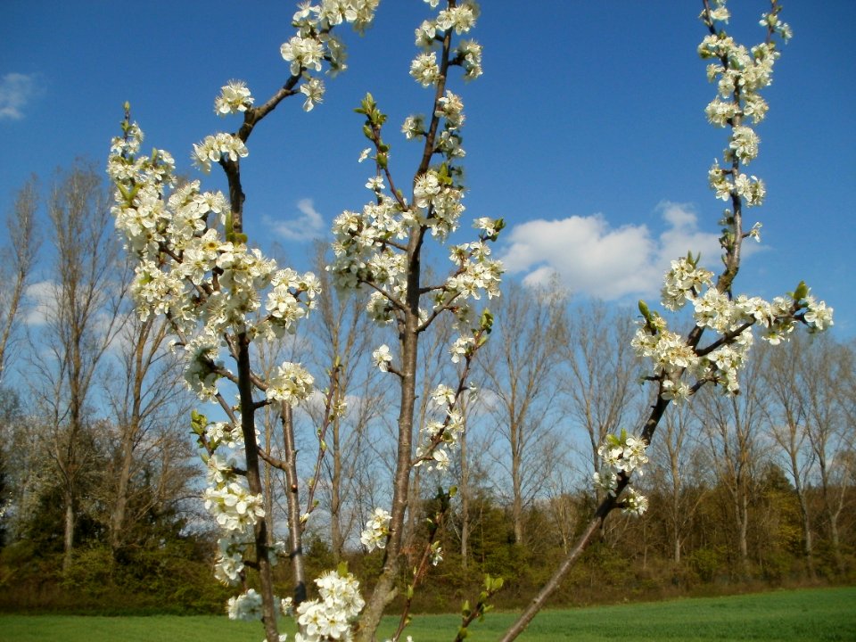 20120408Streuobstwiese_Altlussheim3