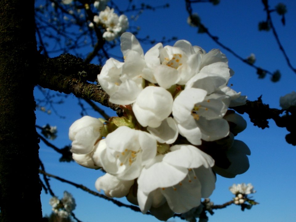 20120401Streuobstwiese_Altlussheim11