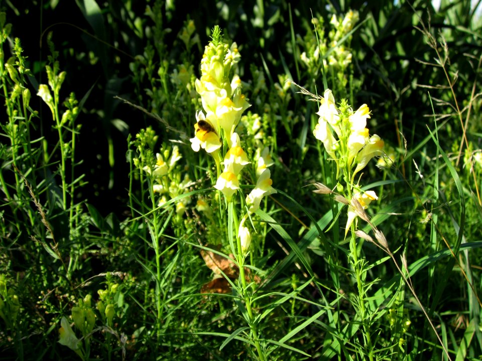 20120710Leinkraut_Hockenheim1