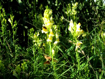20120710Leinkraut_Hockenheim1