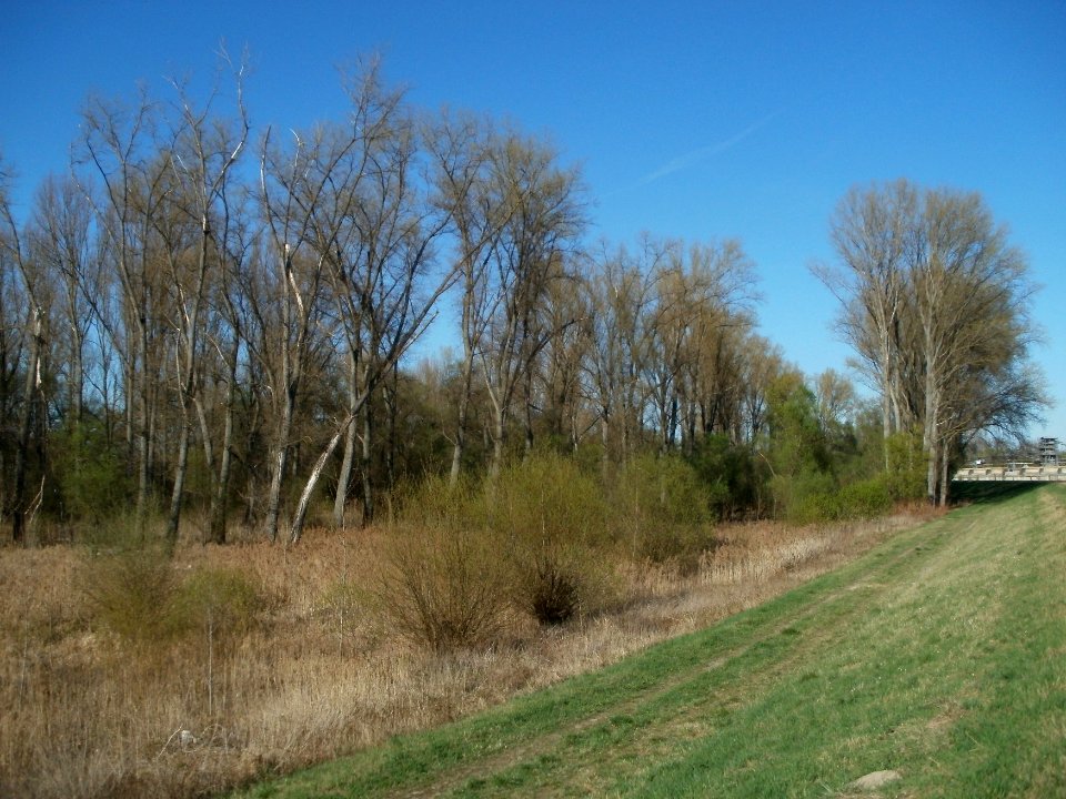 20120401Rheinauenwald1