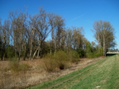 20120401Rheinauenwald1