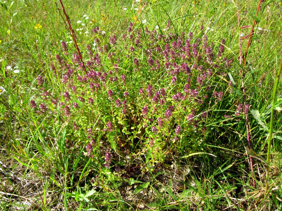 20120715Thymus_pulegioides2