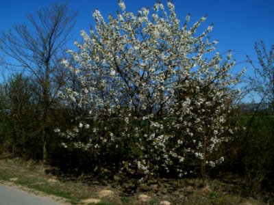 20120401Kirschbluete_Reilingen06