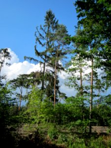 20120715Schwetzinger_Hardt1