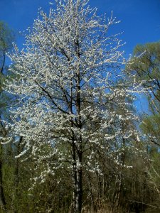 20120401Kirschbluete_Rheihausen02