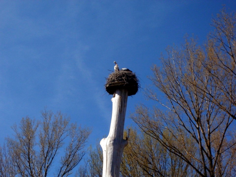 20120401Stoerche_Rheihausen1