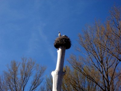 20120401Stoerche_Rheihausen1