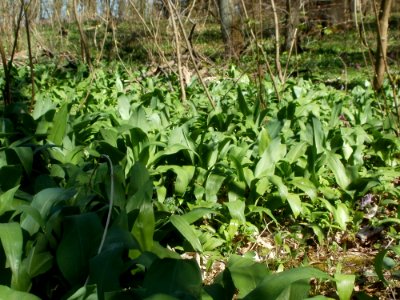 20120401Baerlauch_Altlussheim06