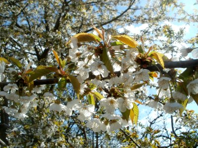 20120408Kirschbaum_Reilingen3