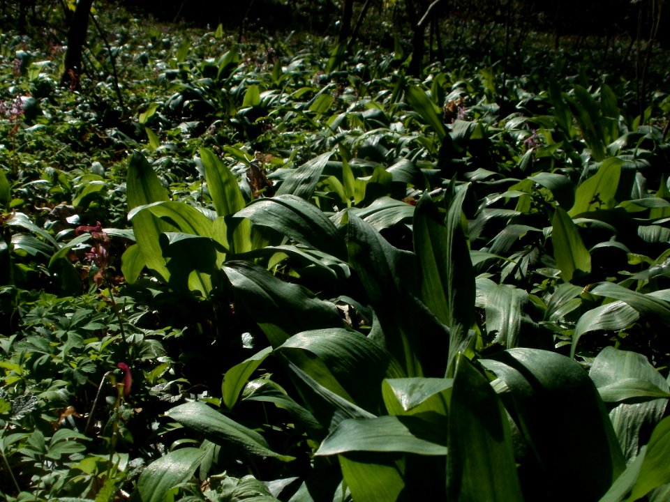 20120401Baerlauch_Altlussheim09
