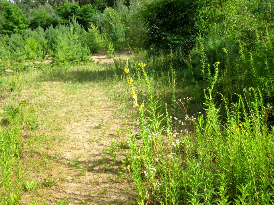 20120715Oenothera_biennis1