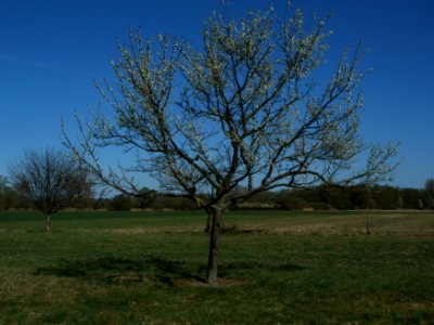 20120401Apfelbluete_Rheihausen13
