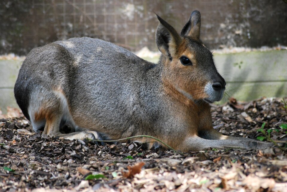 Rabbit capybara nature