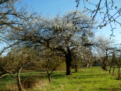 20120401Streuobstwiese_Altlussheim04