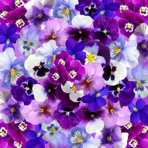 Easter spring flowers