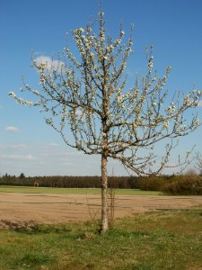 20120408Streuobstwiese_Altlussheim5