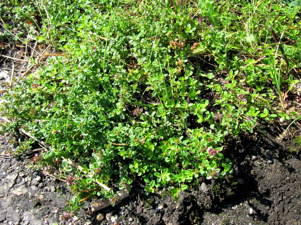 20120715Thymus_pulegioides6